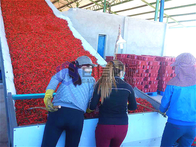 河南小型網帶式辣椒烘干機